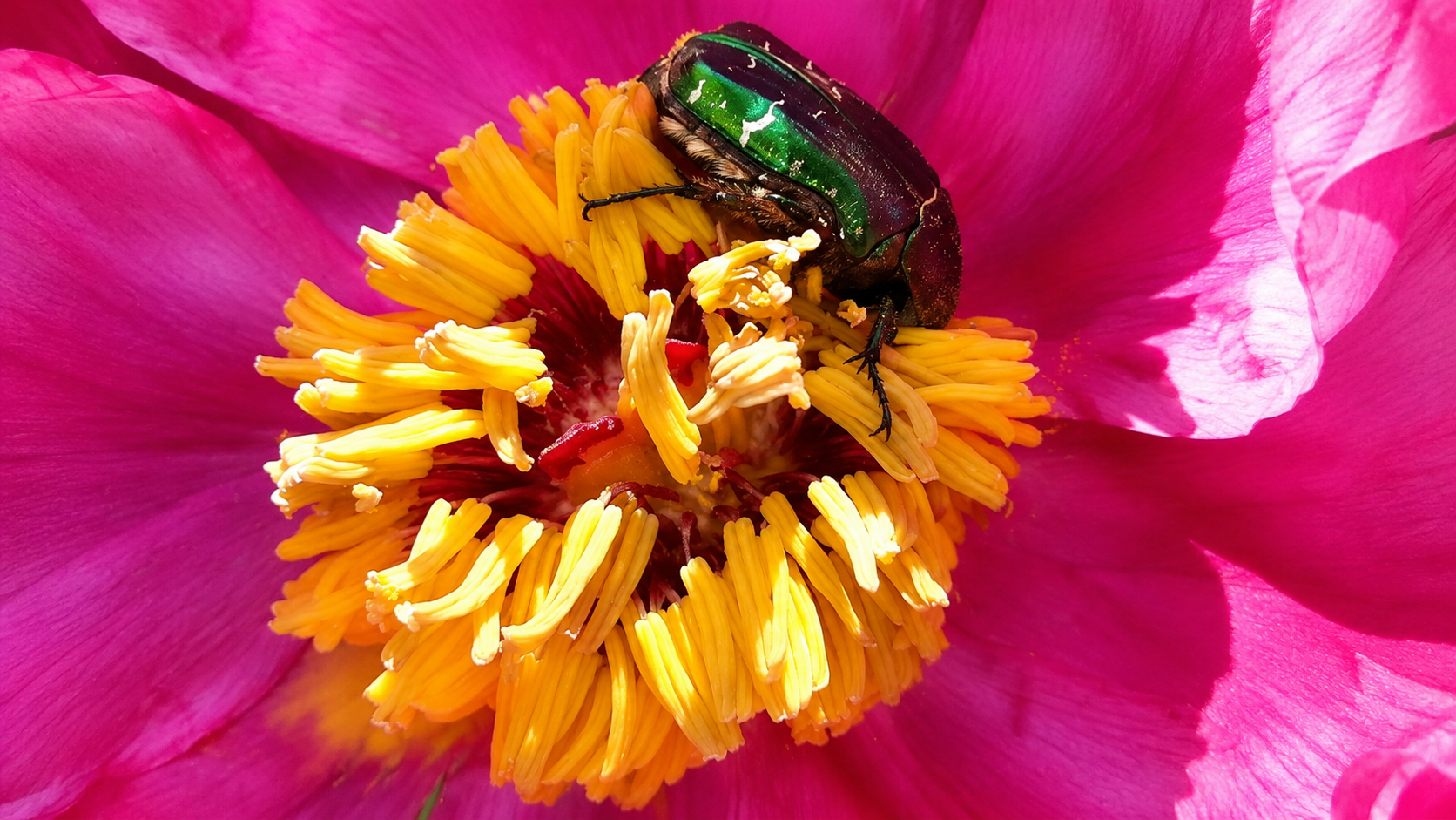 Naturnahe Gartengestaltung – Der Garten als Lebensraum