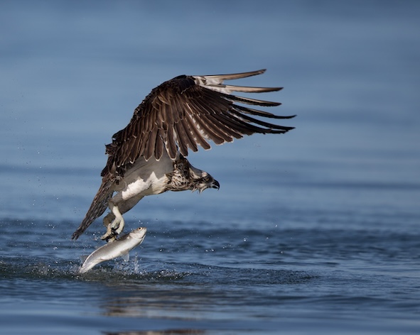 Adler beim Fischfang