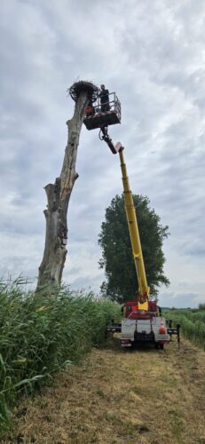 009-Beringung_Linum_Fischadler_2025