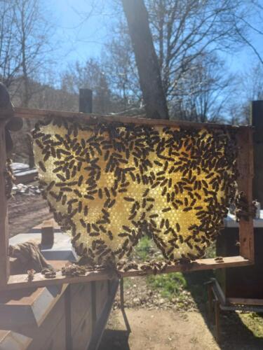 Bienen_Frühling_1