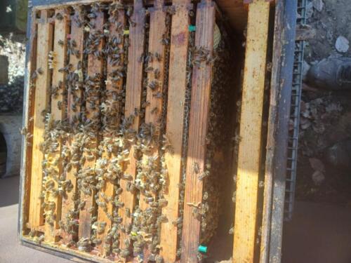 Bienen_Frühling_2