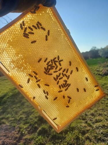 Bienen_Frühling_3