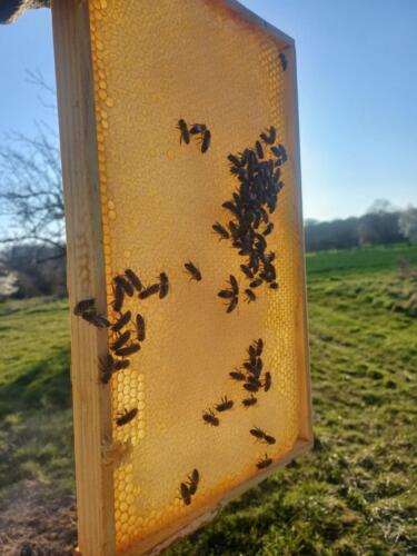 Bienen_Frühling_4