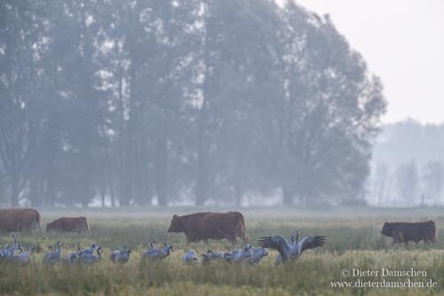 Teiche-Kraniche-Linum-Damschen-11101086