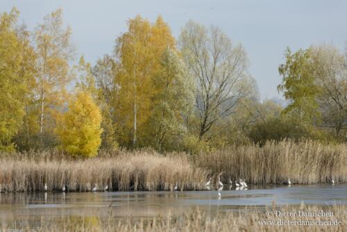 Teiche-Kraniche-Linum-Damschen-12110104