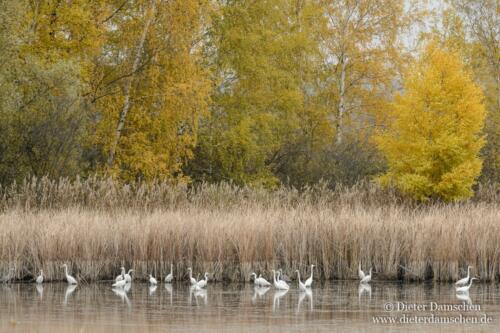 Teiche-Kraniche-Linum-Damschen-12110110