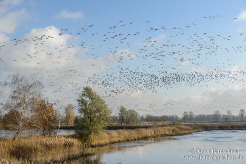 Teiche-Kraniche-Linum-Damschen-12110127