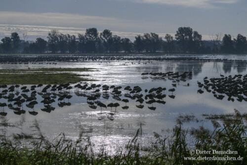 Teiche-Kraniche-Linum-Damschen-20100567